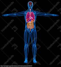 Prometheus innere organe 9783131395344 amazon com books. Mensch Skelett Muskeln Und Innere Organe Diagramm Stockfoto 26748174 Bildagentur Panthermedia