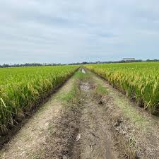 Kita dapat beras daripada padi. Photos At Sawah Padi Sekinchan