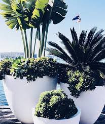 Love This Cluster Of White Garden Pots Potted Plants Outdoor Plants Backyard Landscaping