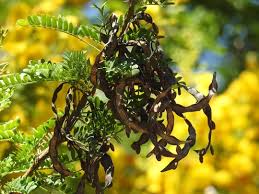 Image result for Acacia karroo