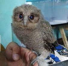 Maybe you would like to learn more about one of these? Cara Memberi Makan Burung Hantu Celepuk Alamlusvi Com