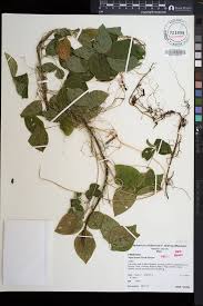 Image result for Vigna hosei