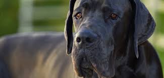 Tiere aus dem tierschutz suchen immer ein neues zuhause. Deutsche Dogge Steckbrief Charakter Wesen Haltung