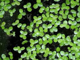 Image result for Lemna