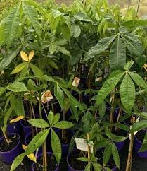 Image result for Pachira glabra