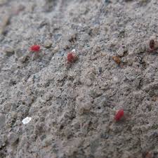 These small red bugs are often called concrete mites because they like to lay their eggs in protective cracks in concrete walls. T I N Y R E D M I T E S O U T S I D E Zonealarm Results