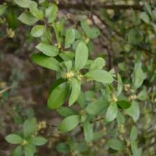 Image result for Embelia libeniana