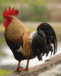 These little insects are typically brown to black in color and come in around 1/16 to 1/8 in length. Raising Chickens And Poultry For Home Pest Control Grit
