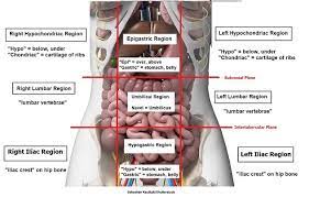 A lump above the left collar bone (1 or more swollen lymph nodes, . Four Abdominal Quadrants And Nine Abdominal Regions Anatomy And Physiology