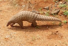 Pangolins' immune system might help develop a treatment for COVID-19, says  study- Edexlive