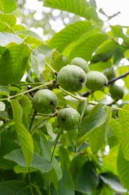 Image result for Juglans