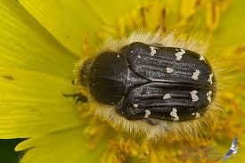 Image result for Tropinota hirta