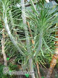 Image result for Senecio sp.no.3