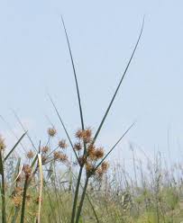 Image result for Cyperus latifolius