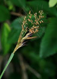 Image result for Melinis tenuissima