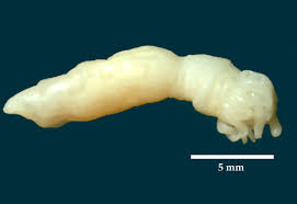 Image result for Aneilema arenicola