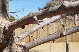 Image result for Kirkia