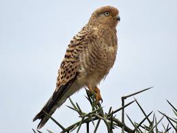 Greater Kestrel - eBird