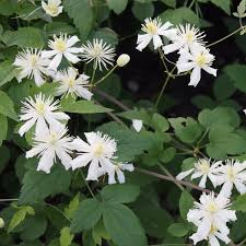 We did not find results for: Botanical Clematis Paul Farges 1l Fruttii Shop