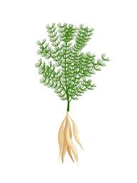 Image result for Asparagus racemosus