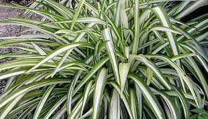 Long, glossy leaves top stout trunks. 14 Best Indoor Shade Plants For Low Light Rooms
