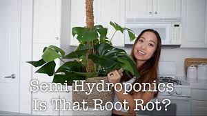 We did not find results for: Semi Hydroponics Why Are My Roots Shedding Youtube