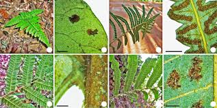 Image result for Triplophyllum