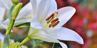 Check spelling or type a new query. Lethal Lilies International Cat Care