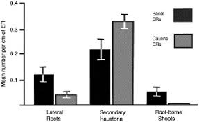 Image result for Vanwykia remota