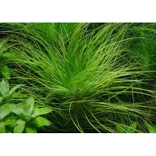 Image result for Eriocaulon setaceum