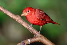 Yucatan Birds Bird Watching And Birding List Hacienda Chichen Birding Chichen Itza Yucatan Mexico Yucatan Bird Bird Watching