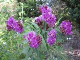 Image result for Vernonia nepetifolia