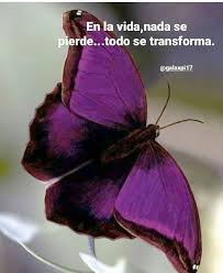 Pin By Maita Chiran On Mariposas Frases Positivas Beautiful Butterflies Butterfly Photos Butterfly Species