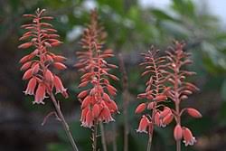 Image result for Aloe luapulana