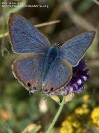 Lampides Boeticus Butterfly Pictures Beautiful Butterflies Birds And The Bees