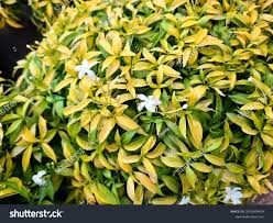 Image result for Tabernaemontana