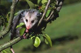 How To Attract A Possum To My Yard Hunker Opossum Facts Possum Opossum