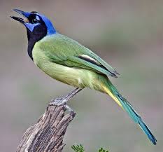 Nina wie lange ist es sinvoll (jahreszeitlich gesehen) eine henne brüten zu brüten hennen nur im frühjahr oder auch im herbst und sommer?? Rabenvogel Wikipedia