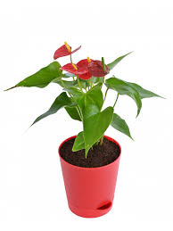 They are easy to send and a joy to receive, and with no more. Buy Flowering Plants Online Flower Plants Shopping In India