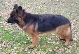 Long haired german shepherd puppy, right. Puppies For Sale Calico Junction Long Coat German Shepherds