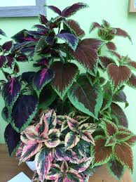 Image result for Coleus alpinus