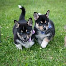 Check spelling or type a new query. Husky Corgi Cross Puppies Horgi Siborgi Or Corgski Home Facebook