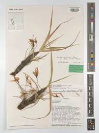 Image result for Xerophyta equisetoides