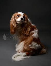Cavalier King Charles Spaniel King Charles Cavalier Lady And The Tramp Dog Rocky Mountain Cluster Dog Show Cav Cavalier Dog Dog Personality Dog Photography