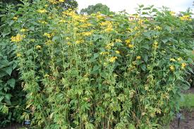 Image result for Rudbeckia laciniata