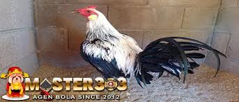 Situs s128 sabung ayam pw pisau live streaming. Ciri Ayam Peruvian Yang Asli Negara Peru Keunggulanya