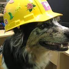 Maybe you would like to learn more about one of these? 4 Paws Activity Center Home Facebook