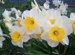 Pin By نور القرآن On Daffodil Flowers Daffodil Flower Flowers Flower Wallpaper