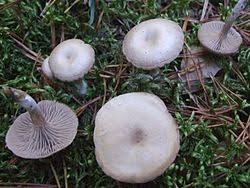 Image result for Clitocybe multiceps