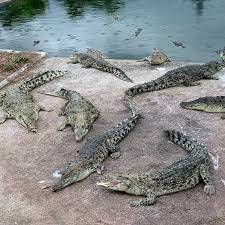 Sarang buaya pasir gudang şarkı ve turkcemuzik.co üzerinde popüler şarkı dinle. Sarang Buaya Other Great Outdoors In Pasir Gudang